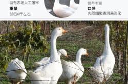 中国白鹅之乡江山