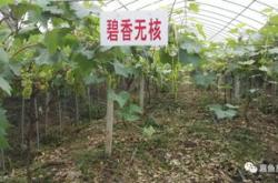 葡萄园翻译成英语