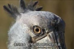 鸟能飞用英文怎么说