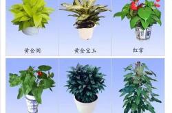植物培育视频