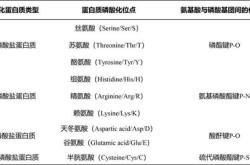 蛋白质翻译后修饰有哪些方式