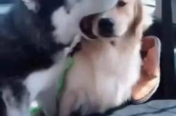 你是一条傻狗英文翻译