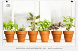 植物杀手之王是什么