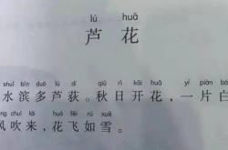 芦花小古文翻译视频