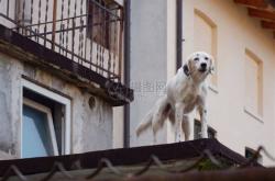一只警犬的使命