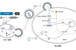 生物翻译英文怎么说