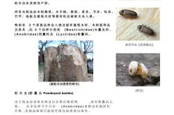 消灭虫子英语怎么说