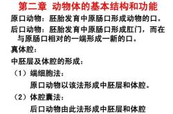 动物翻译模拟器