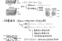 法语在线拍照翻译