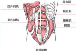 腹肌的英文