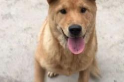 中华田园犬语言翻译器