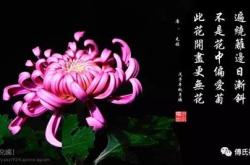 菊古文的翻译