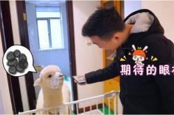 宠物狗翻译器有用吗