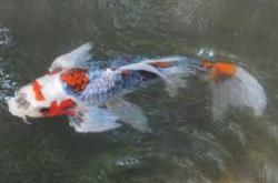 岁余