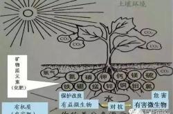 改良土壤的是什么