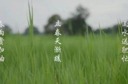 当待春中草木蔓发春山可望