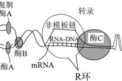 蛋白质剪切