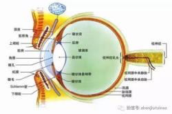 瞳孔收缩慢是怎么回事