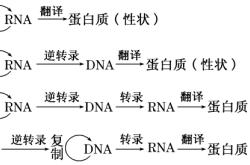 转录和翻译场所不可能相同