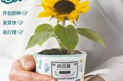 植物的手工怎么做
