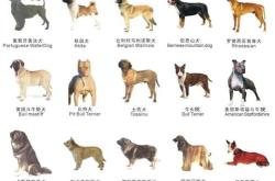 全国城市养狗规定对比烈性犬管理的法律挑战与处罚机制