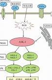 非酒精性脂肪性肝炎（NAFLD）的概念及影响