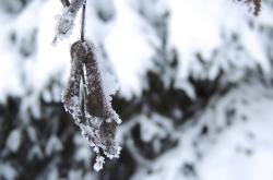 新疆八月下暴雪，罕见天气现象及其影响