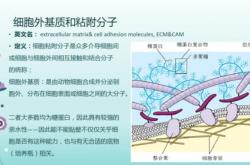 贴壁细胞翻译