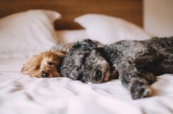 梦境中的犬齿印记，解析狗狗咬人的寓意与心灵解读
