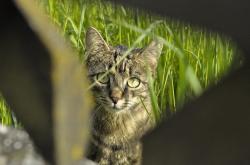 解梦猫，梦境中的猫咪，暗示与指引的神秘符号