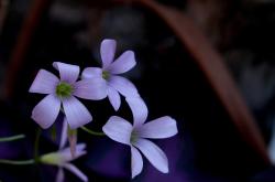 揭秘命理中的桃花运，一场爱情与命运的奇妙交织