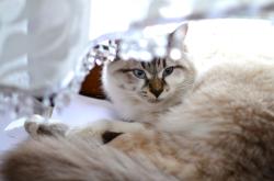 猫的这项能力超婴儿，揭秘猫咪惊人的空间感知能力