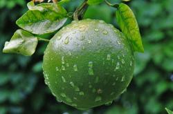 夏日炎炎，这些水果让你清爽又健康——全面解析夏日最佳水果选择