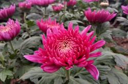 探秘重阳，不只登高赏菊，这个节日的放假安排你了解吗？