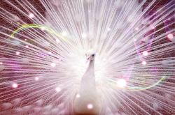 探索神秘的天象，9月29日，你的星座密码解锁指南