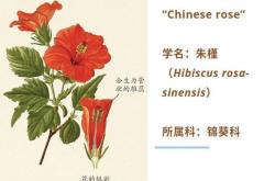 HowtoTranslate"园艺师"intoEnglish