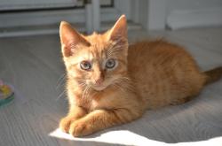 猫咪世界，深入了解我们的毛茸茸朋友
