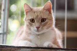 猫的百科资料大全，深入了解这些毛茸茸的朋友
