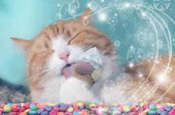 丢了猫千万别找，宠物失踪背后的心理与行为学