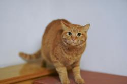 猫的百科全书，了解这些，让你成为猫咪专家