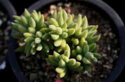 多肉植物种类资料大全，探索多彩的多肉世界