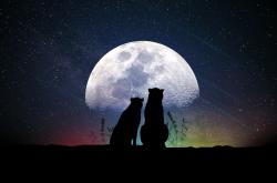 薛定谔的猫，探索量子世界的艺术与哲学