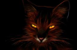 猫的资料50字左右，揭秘喵星人的神秘档案