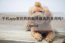 养宠物的乐趣与责任