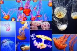 探索知识的海洋，Wiki维基百科中文版的深度解析
