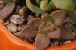 多肉植物的百科大全，从养护到鉴赏，全方位了解这些绿色小精灵