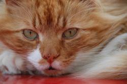 猫的百科全书，了解这些毛茸茸的朋友