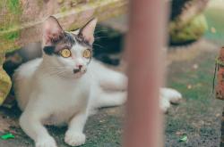 猫咪的世界，深入了解这些毛茸茸的朋友