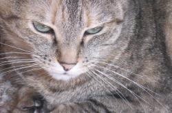 猫的百科，毛茸茸的伙伴