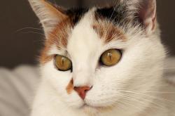 猫的百科介绍，了解这些毛茸茸的朋友